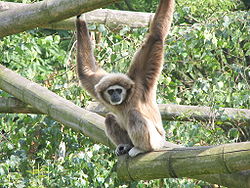 Ape