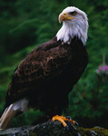 Vultur Pleşuv