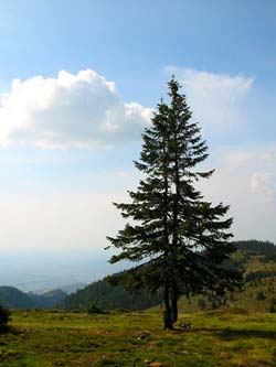 Mountain Firs (Abies)